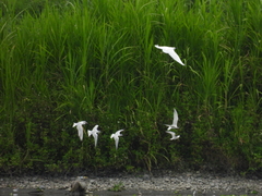 Gelochelidon nilotica
