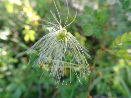 Image of Zapoteca formosa by (c) Alexis López Hernández, some rights reserved (CC BY)