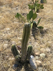 Trichocereus