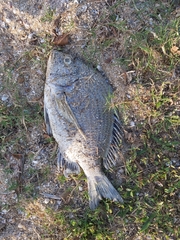 Acanthopagrus pacificus