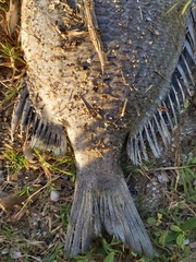 Acanthopagrus pacificus