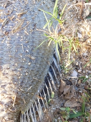 Acanthopagrus pacificus