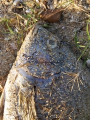 Acanthopagrus pacificus