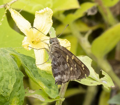 Thorybes dorantes galapagensis