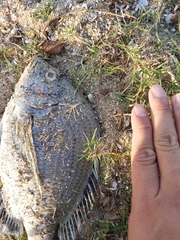 Acanthopagrus pacificus