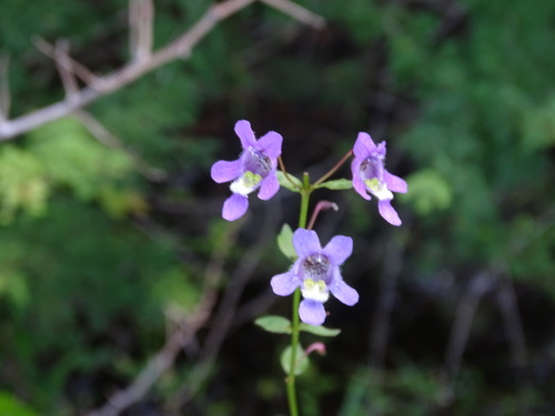 Image of Angelonia angustifolia by (c) Alexis López Hernández, some rights reserved (CC BY)