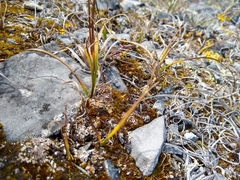 Carex rupestris