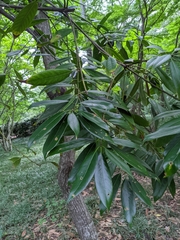 Lithocarpus henryi