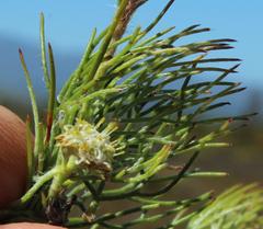 Serruria inconspicua