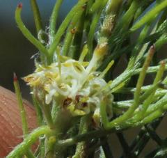 Serruria inconspicua