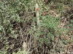 Cleistocactus
