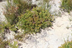 Serruria inconspicua