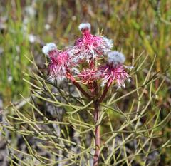 Serruria phylicoides