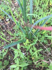 Manfreda singuliflora