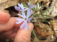 Phlox bifida