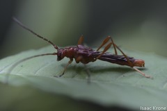 Necydalis laevicollis