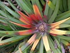 Fascicularia bicolor