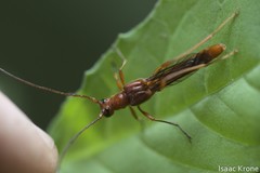 Necydalis laevicollis