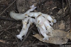 Pityopus californicus