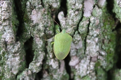Nezara viridula