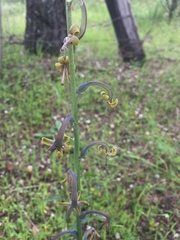 Manfreda singuliflora