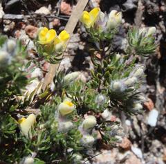 Aspalathus stenophylla