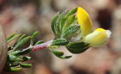 Aspalathus stenophylla