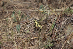 Papilio machaon oregonius