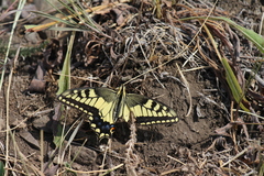 Papilio machaon oregonius