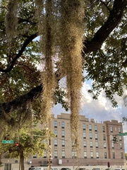 Tillandsia usneoides