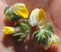 Aspalathus stenophylla