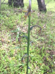 Manfreda singuliflora