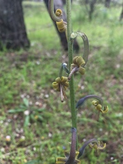 Manfreda singuliflora