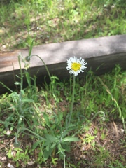 Erigeron wislizeni