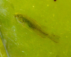 Lepomis cyanellus