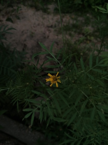Tagetes erecta