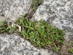 Oldenlandia corymbosa