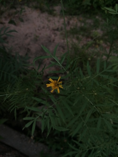 Tagetes erecta