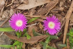 Carpobrotus modestus