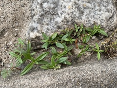 Oldenlandia corymbosa