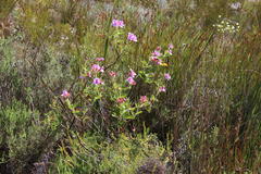 Pelargonium cucullatum strigifolium
