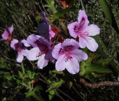 Pelargonium cucullatum strigifolium