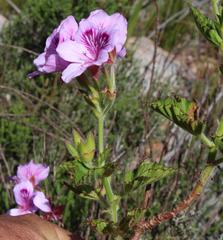 Pelargonium cucullatum strigifolium