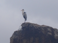 Ardea cocoi