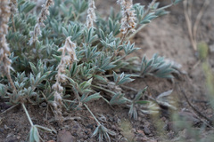 Lupinus lepidus confertus