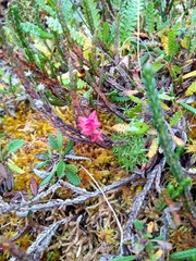 Exobasidium hypogenum