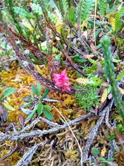 Exobasidium hypogenum