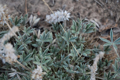 Lupinus lepidus confertus