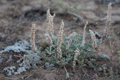 Lupinus lepidus confertus