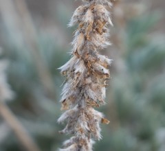 Lupinus lepidus confertus